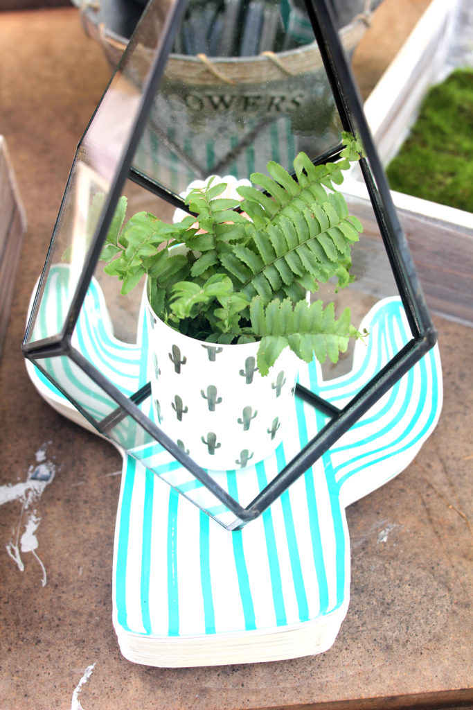 A Succulent & Cactus Planting Party